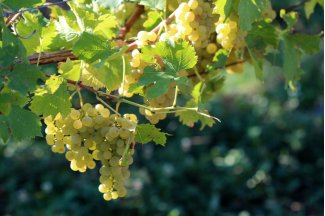 vino
